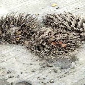 defect_valid (167).jpg