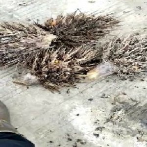 defect_valid (169).jpg