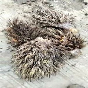 defect_valid (170).jpg