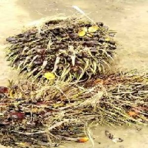 defect_valid (173).jpg