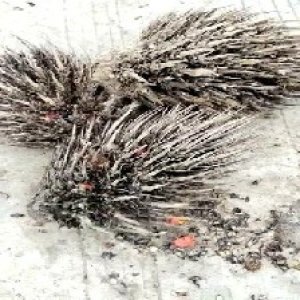 defect_valid (175).jpg