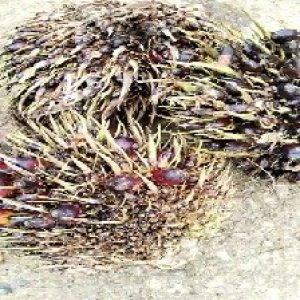 defect_valid (177).jpg