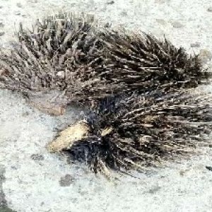 defect_valid (187).jpg