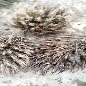 defect_valid (193).jpg