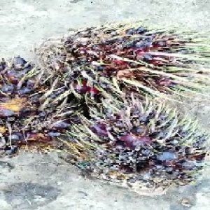 defect_valid (194).jpg