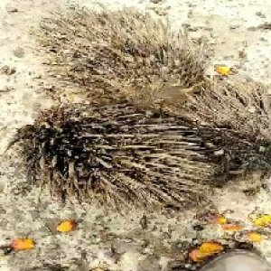 defect_valid (212).jpg