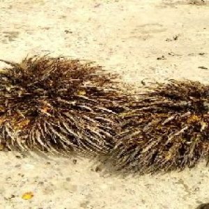 defect_valid (216).jpg