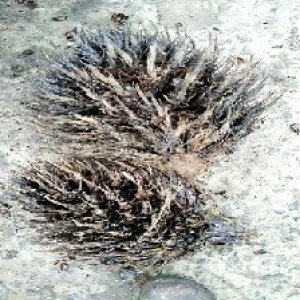 defect_valid (217).jpg