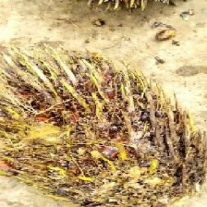 defect_valid (22).jpg