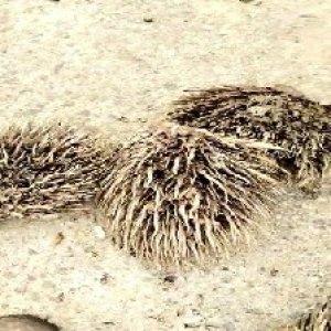 defect_valid (225).jpg