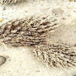 defect_valid (235).jpg