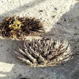 defect_valid (238).jpg