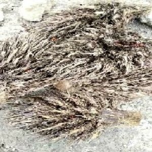 defect_valid (263).jpg