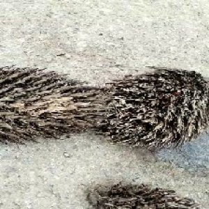 defect_valid (278).jpg