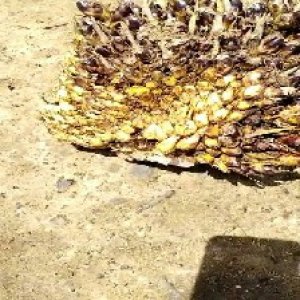 defect_valid (28).jpg