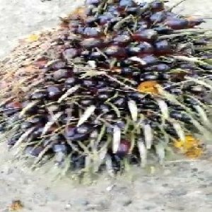 defect_valid (297).jpg