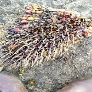 defect_valid (300).jpg