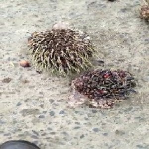 defect_valid (395).jpg