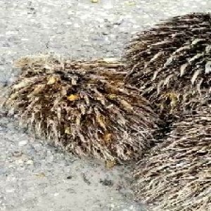 defect_valid (40).jpg