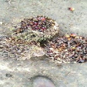 defect_valid (414).jpg