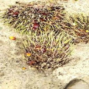 defect_valid (420).jpg