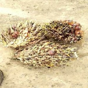 defect_valid (444).jpg