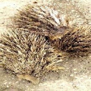 defect_valid (59).jpg