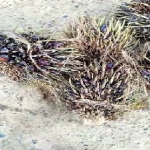 defect_valid (61).jpg