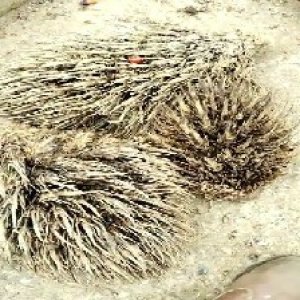 defect_valid (66).jpg