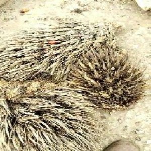 defect_valid (67).jpg