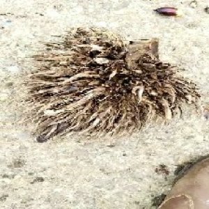 defect_valid (70).jpg