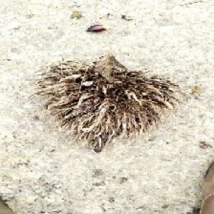 defect_valid (71).jpg