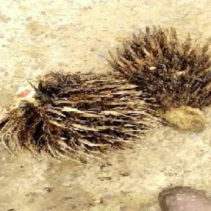 defect_valid (83).jpg