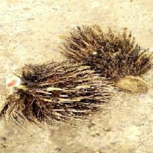 defect_valid (84).jpg