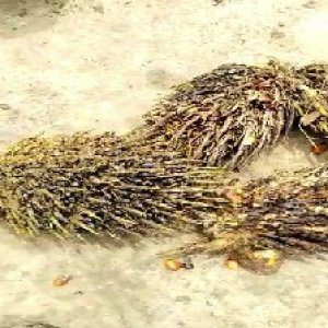 defect_valid (86).jpg