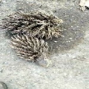 defect_valid (87).jpg