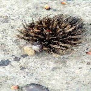 defect_valid (91).jpg