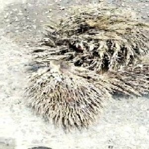 defect_valid (95).jpg