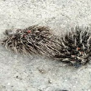 defect_valid (97).jpg