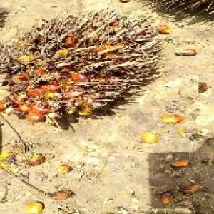 overripe_valid (104).jpg