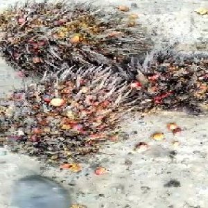 overripe_valid (107).jpg