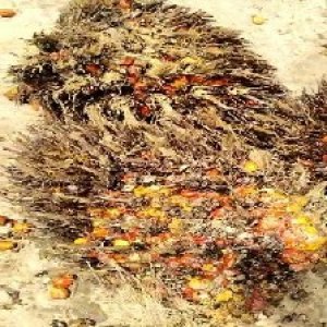 overripe_valid (111).jpg