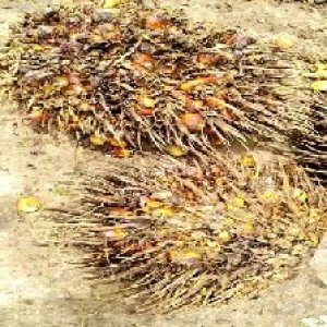 overripe_valid (114).jpg