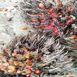 overripe_valid (118).jpg