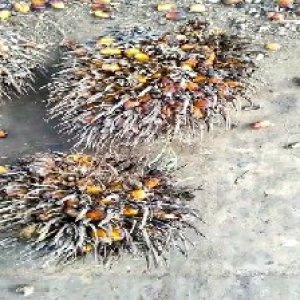 overripe_valid (122).jpg