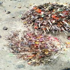 overripe_valid (123).jpg