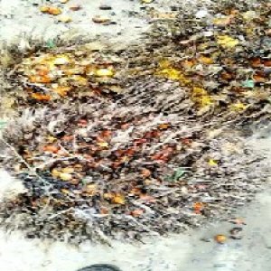 overripe_valid (125).jpg