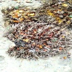 overripe_valid (126).jpg