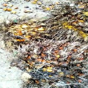 overripe_valid (127).jpg