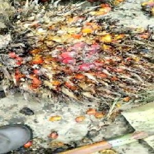 overripe_valid (128).jpg